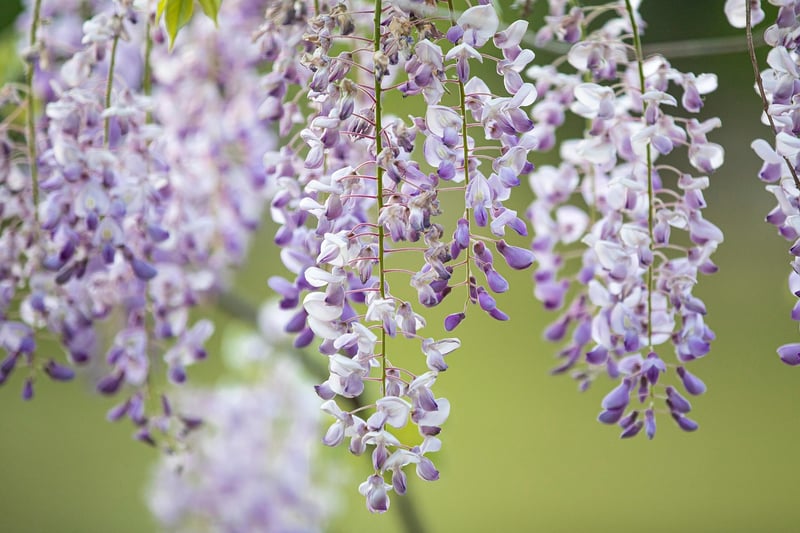 Cascading Flower Display