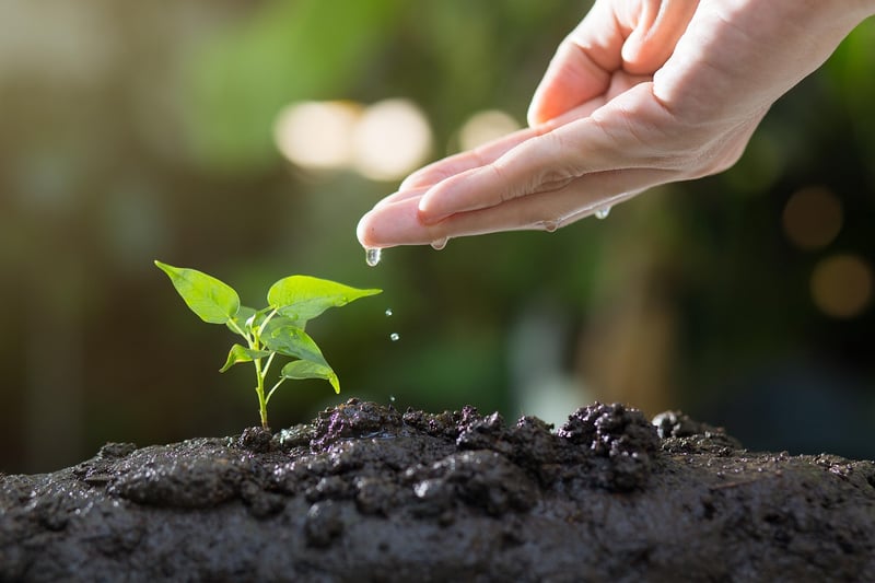 Gardening in a garden