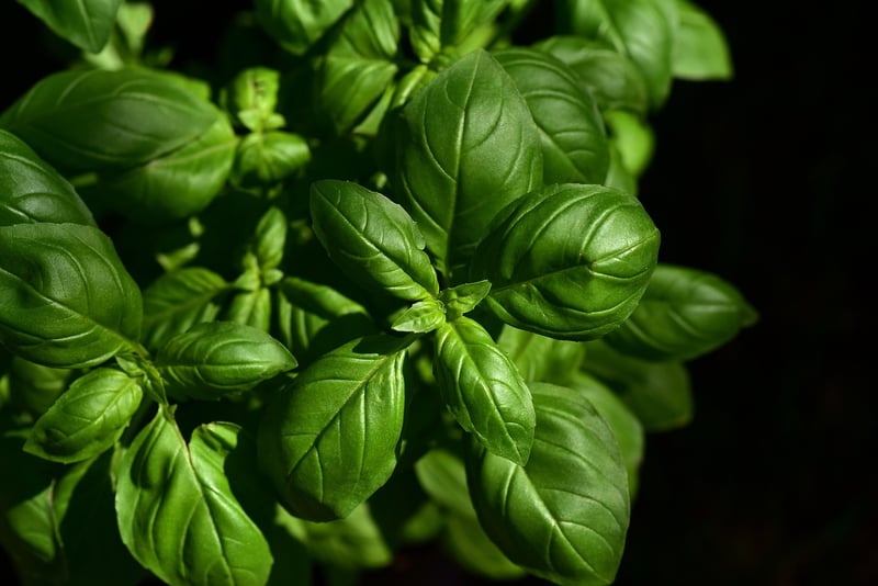 Herb Garden in Hanging Pots